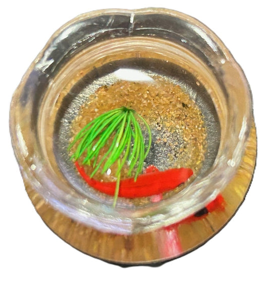1 Goldfish Bowl, Miniature Pet Accessory, Dolls House Miniature, One Bowl Only