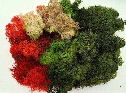 Large Bag of Lichen Moss Assorted colours 80g, Doll House Miniature, Railways,