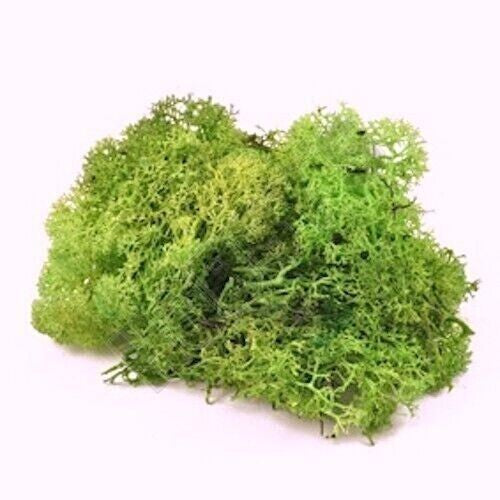 Bag of Lichen Moss Light Green 40g, Doll House Miniature, Railways,