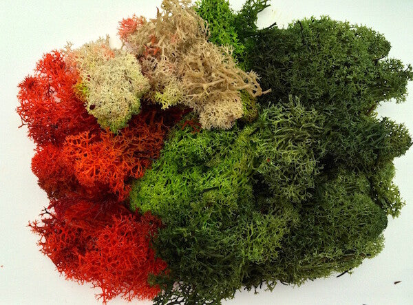 Large Bag of Lichen Moss Assorted colours 80g, Doll House Miniature, Railways,