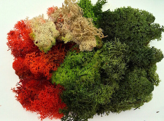 Large Bag of Lichen Moss Assorted colours 80g, Doll House Miniature, Railways,